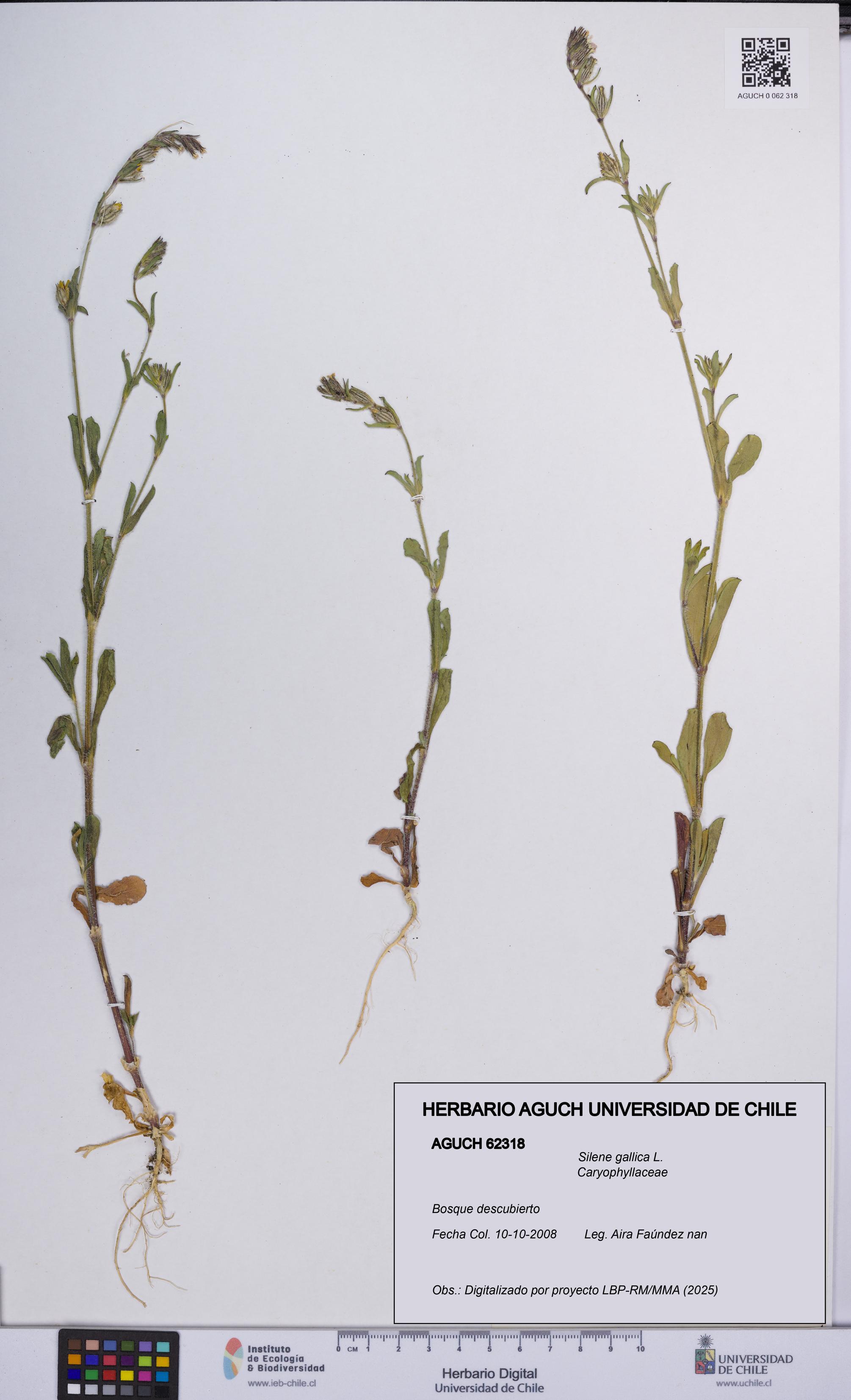 Silene gallica [Espécimen: UCH:AGUCH:0062318]