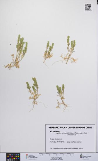 Lepidium strictum [Espécimen: UCH:AGUCH:0062321]