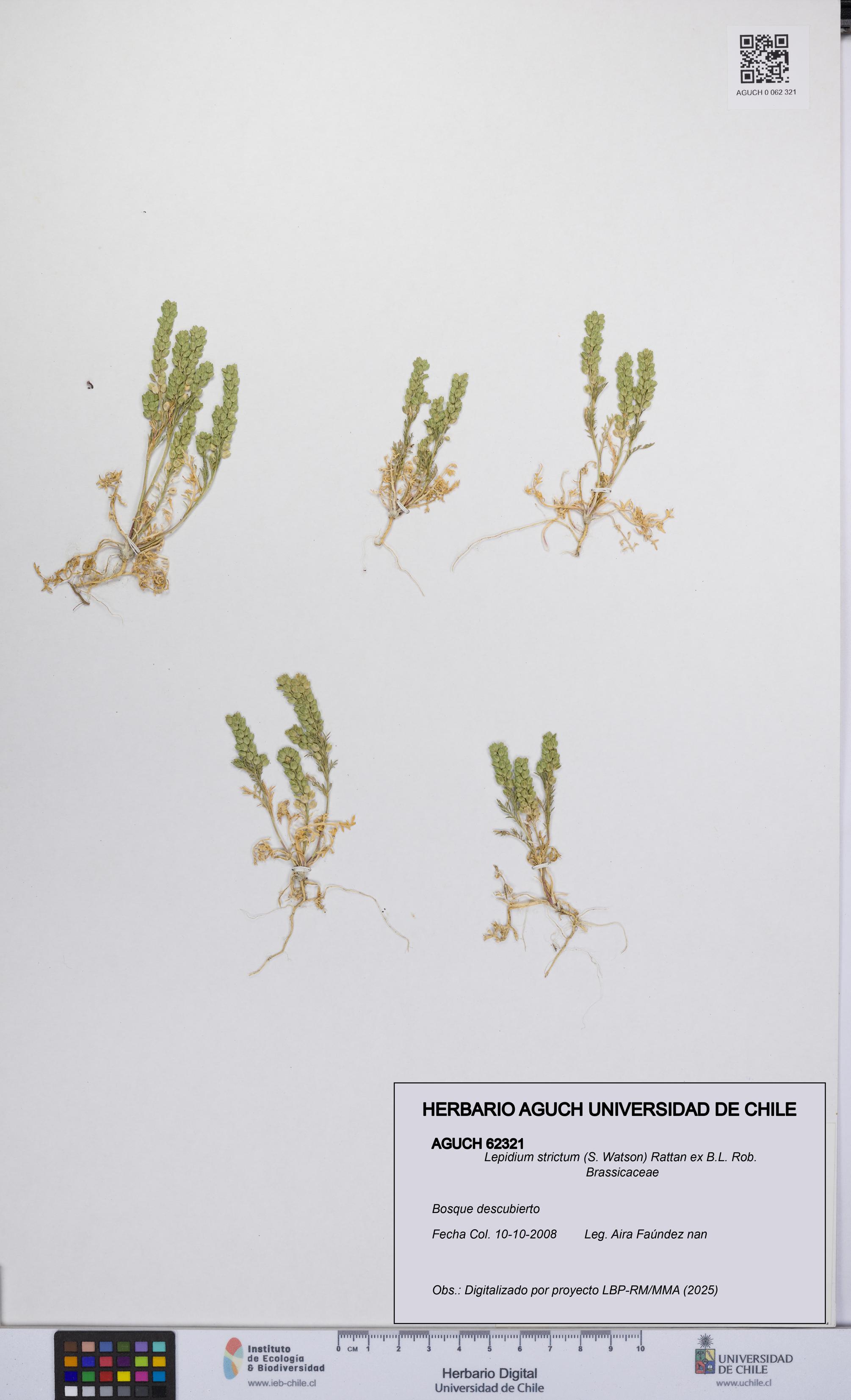 Lepidium strictum [Espécimen: UCH:AGUCH:0062321]