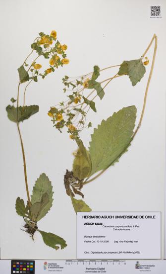 Calceolaria corymbosa [Espécimen: UCH:AGUCH:0062323]