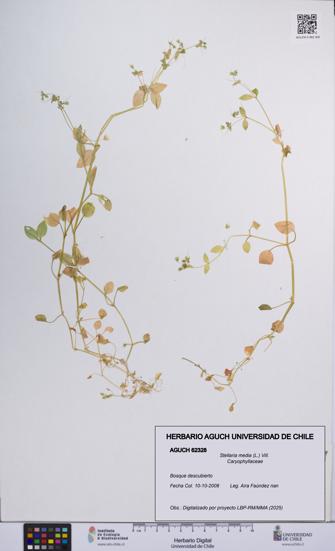 Stellaria media [Espécimen: UCH:AGUCH:0062328]