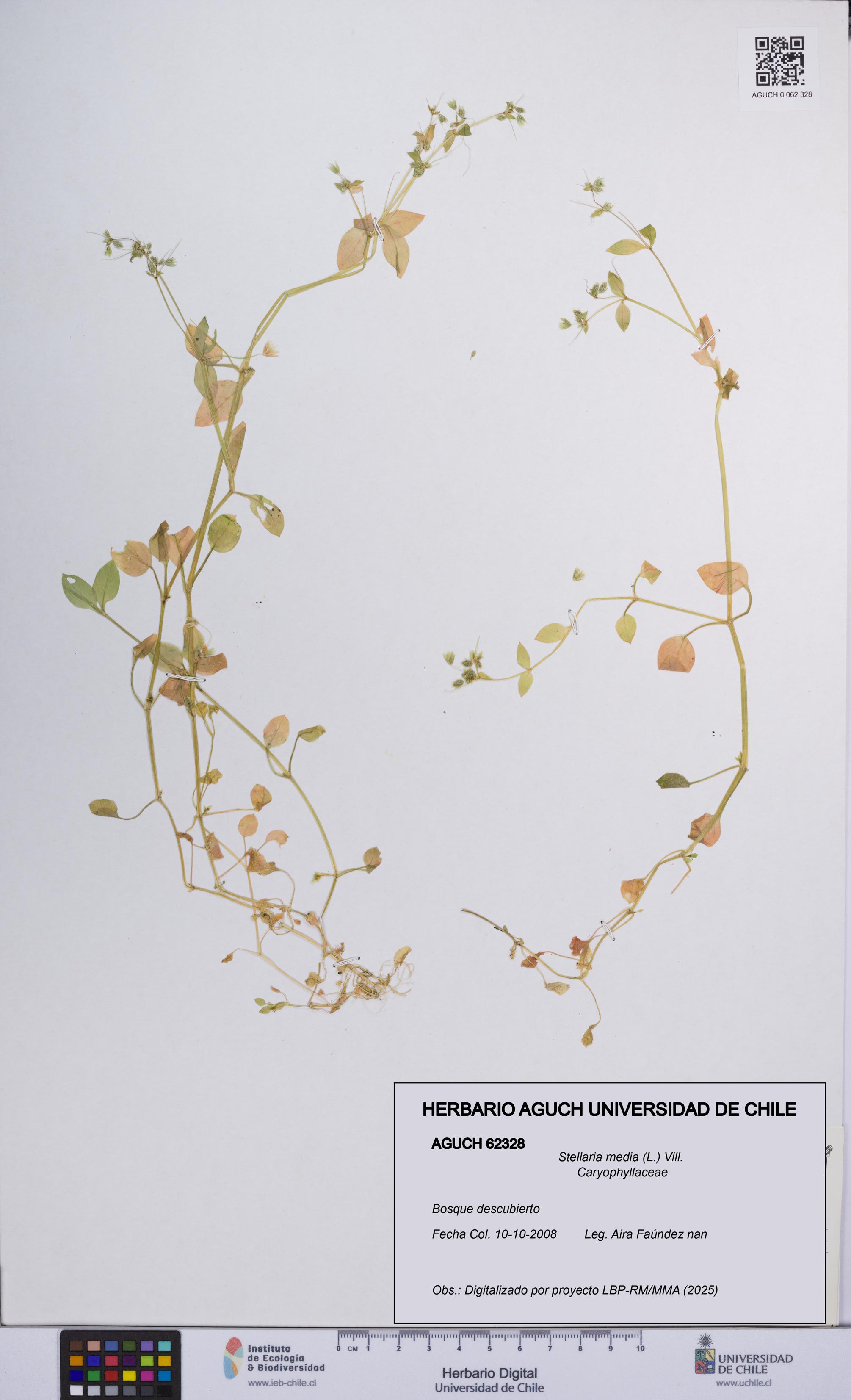 Stellaria media [Espécimen: UCH:AGUCH:0062328]