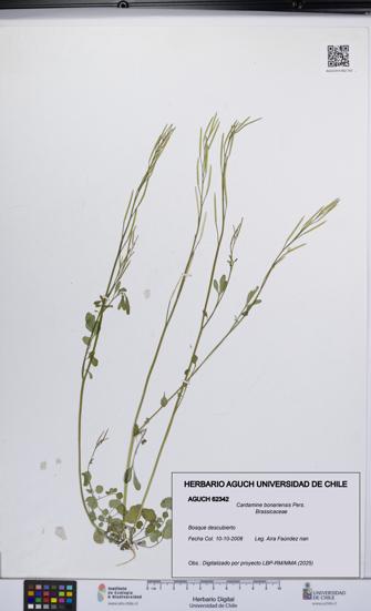Cardamine bonariensis [Espécimen: UCH:AGUCH:0062342]
