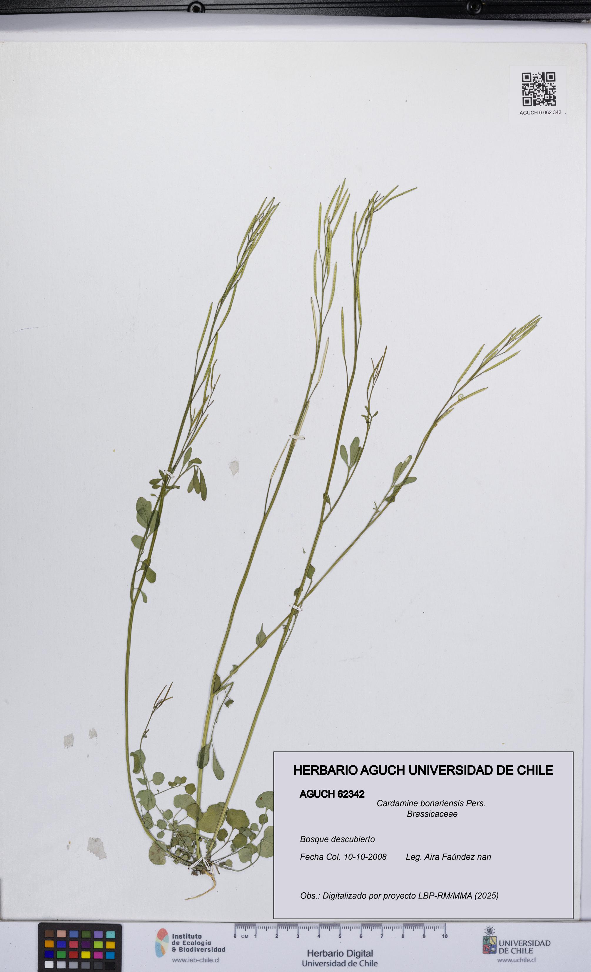Cardamine bonariensis [Espécimen: UCH:AGUCH:0062342]