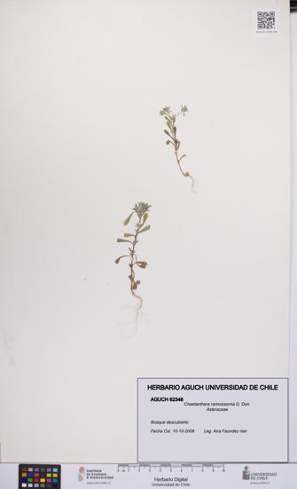 Chaetanthera ramosissima [Espécimen: UCH:AGUCH:0062348]
