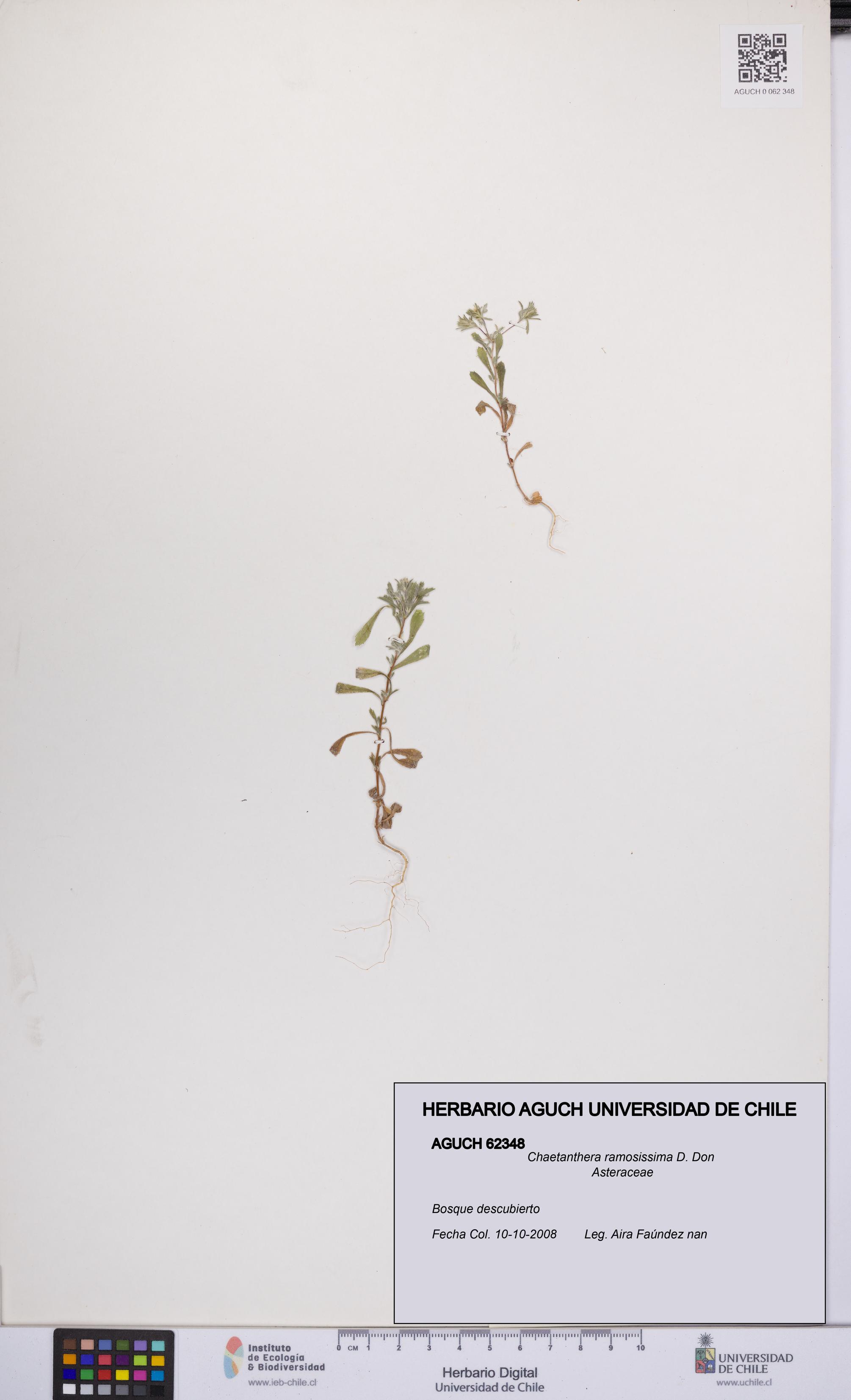 Chaetanthera ramosissima [Espécimen: UCH:AGUCH:0062348]