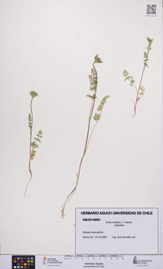 Torilis nodosa [Espécimen: UCH:AGUCH:0062351]