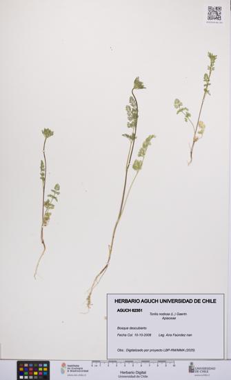 Torilis nodosa [Espécimen: UCH:AGUCH:0062351]