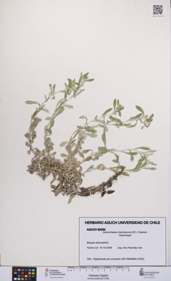 Gamochaeta chamissonis [Espécimen: UCH:AGUCH:0062353]