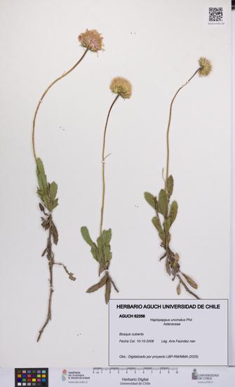 Haplopappus uncinatus [Espécimen: UCH:AGUCH:0062356]