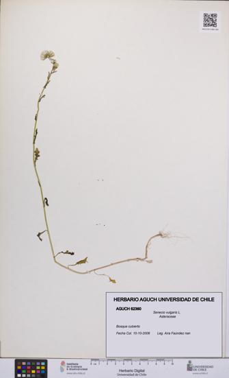 Senecio vulgaris [Espécimen: UCH:AGUCH:0062360]