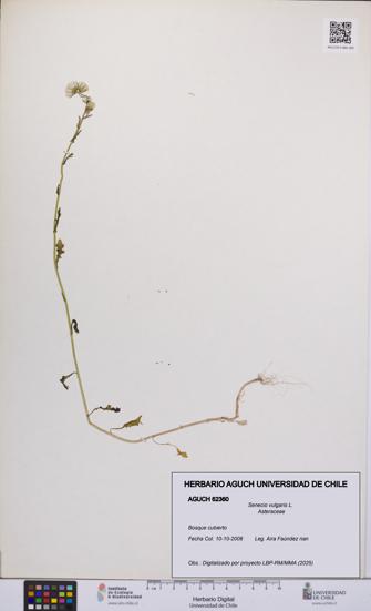 Senecio vulgaris [Espécimen: UCH:AGUCH:0062360]