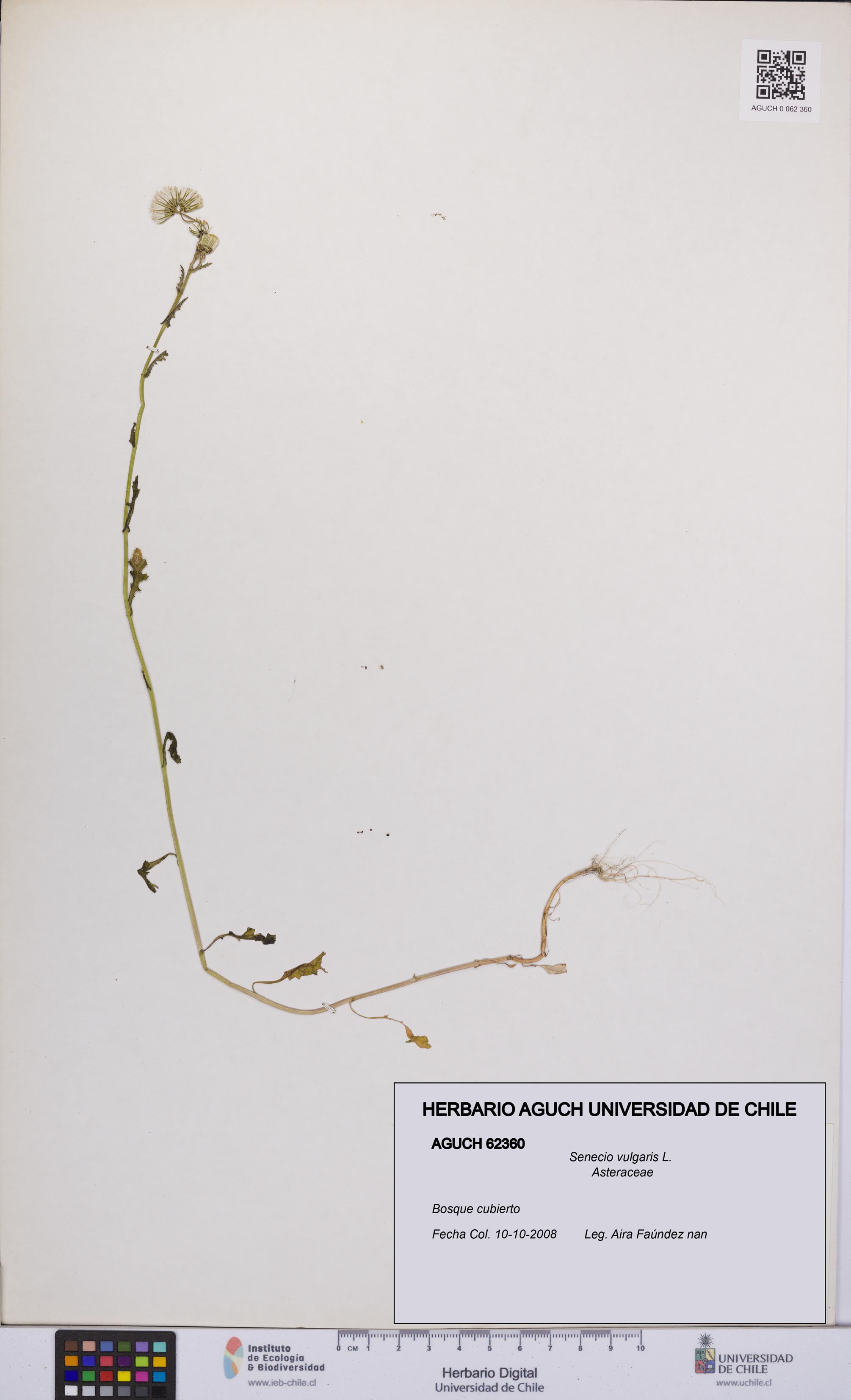 Senecio vulgaris [Espécimen: UCH:AGUCH:0062360]