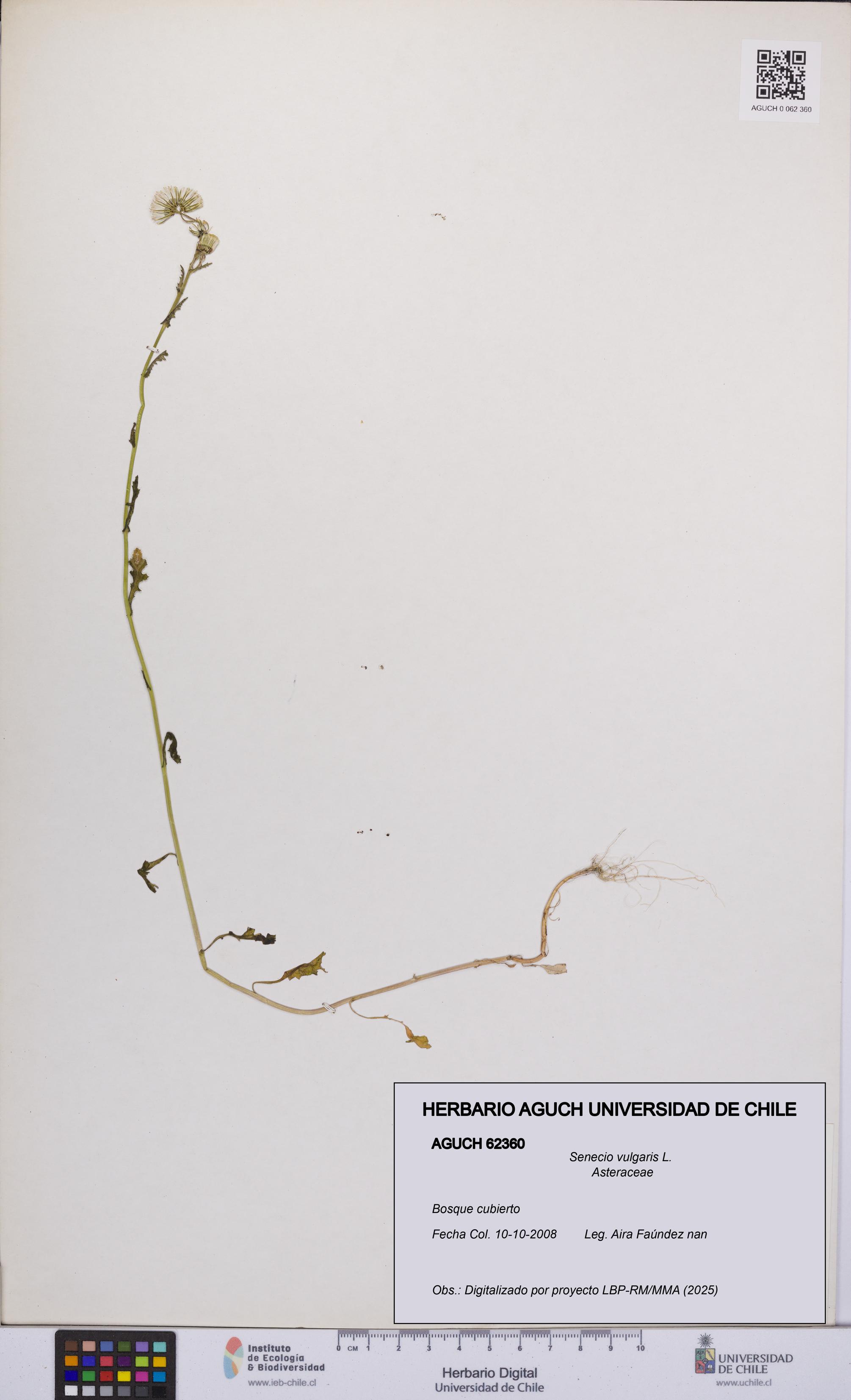 Senecio vulgaris [Espécimen: UCH:AGUCH:0062360]