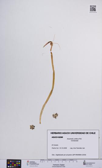 Arachnitis uniflora [Espécimen: ]