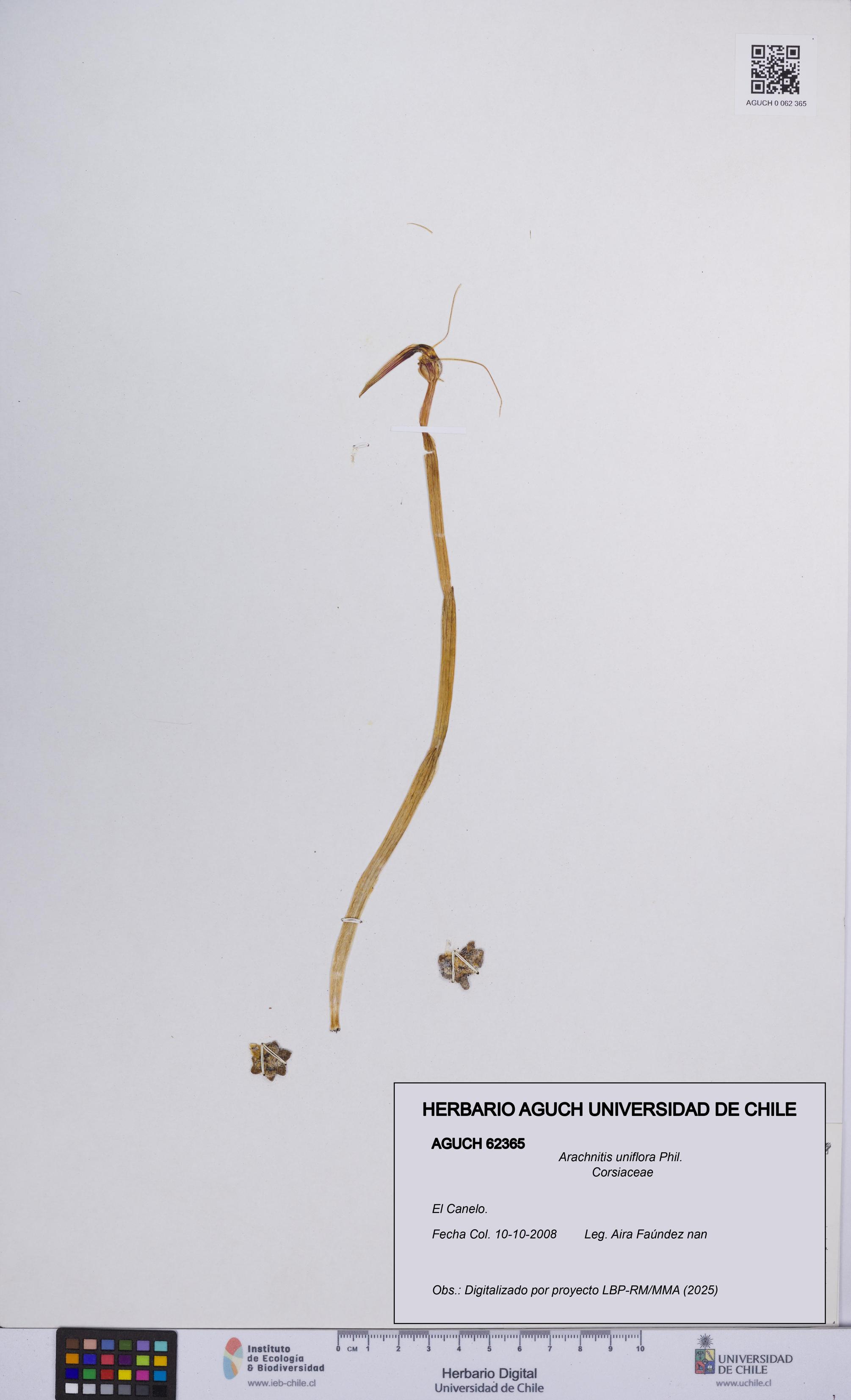 Arachnitis uniflora [Espécimen: ]