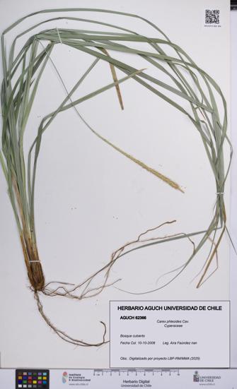 Carex phleoides [Espécimen: UCH:AGUCH:0062366]