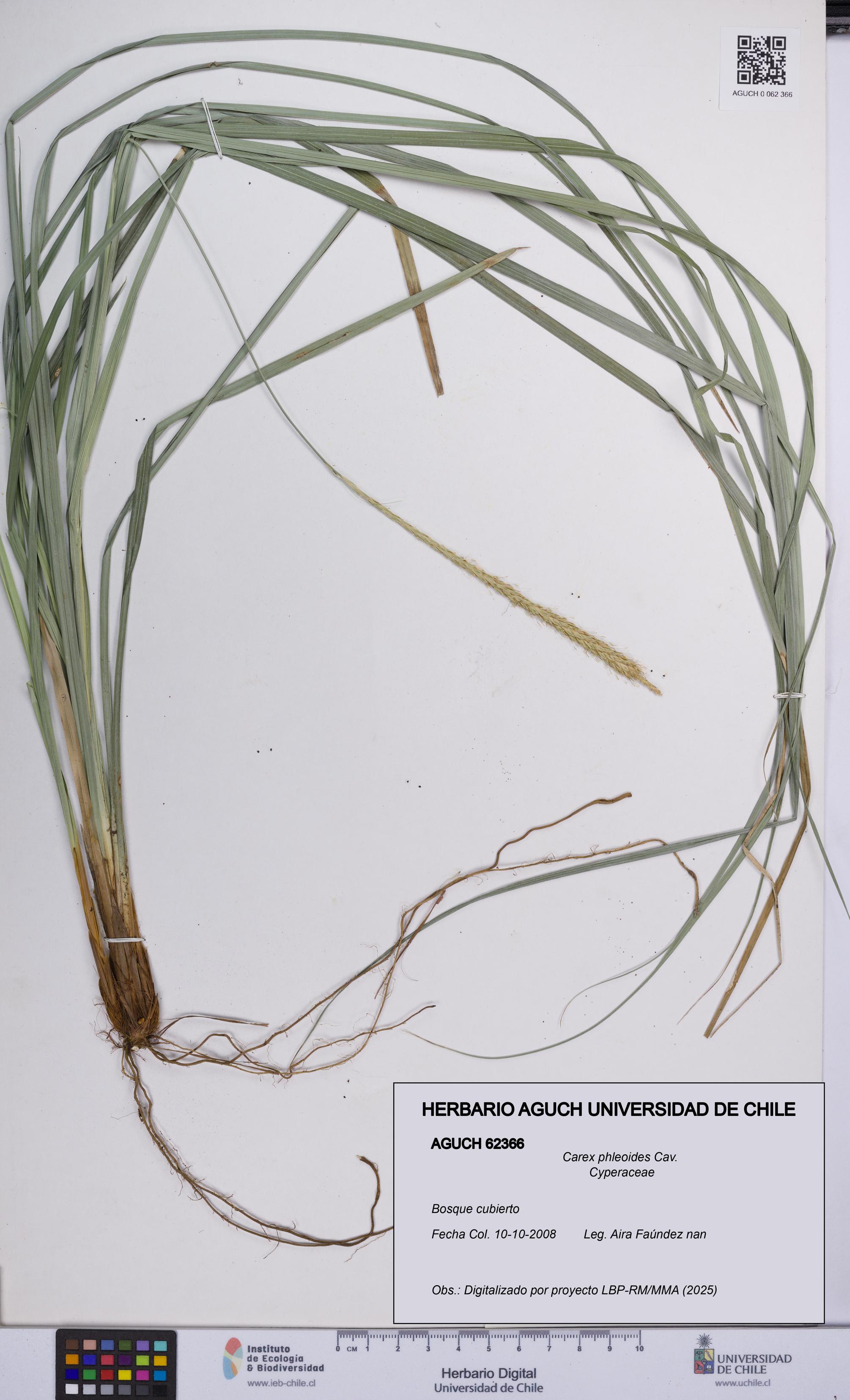 Carex phleoides [Espécimen: UCH:AGUCH:0062366]
