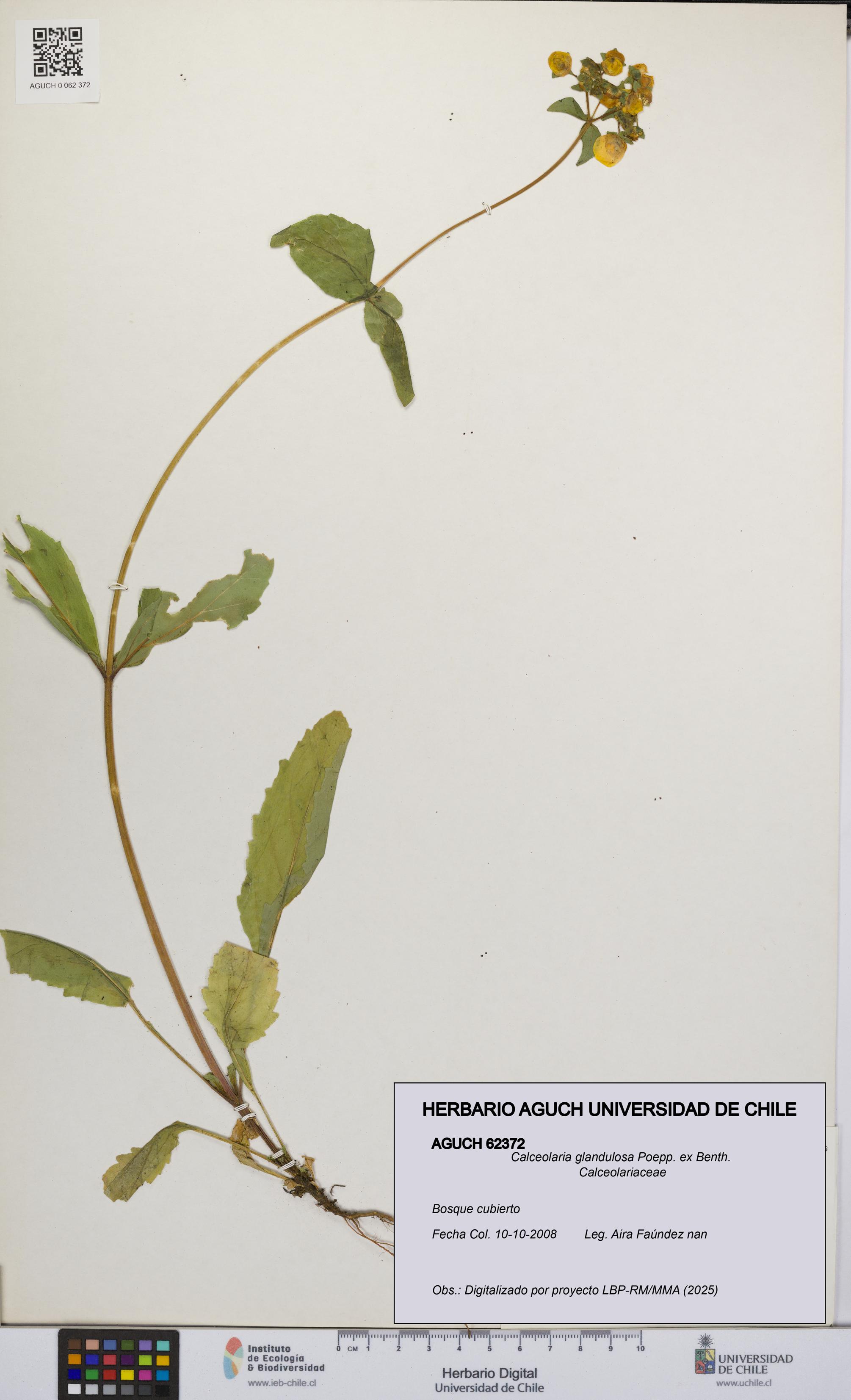 Calceolaria glandulosa [Espécimen: UCH:AGUCH:0062372]