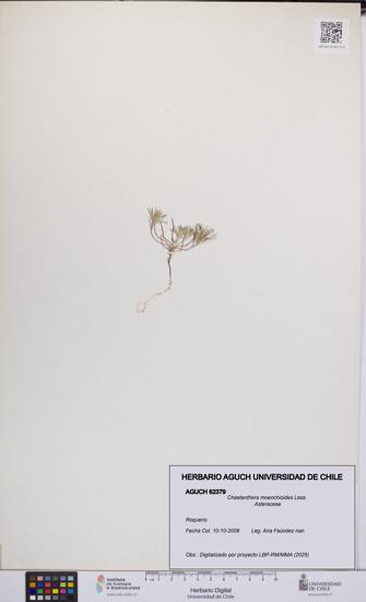 Chaetanthera moenchioides [Espécimen: UCH:AGUCH:0062379]