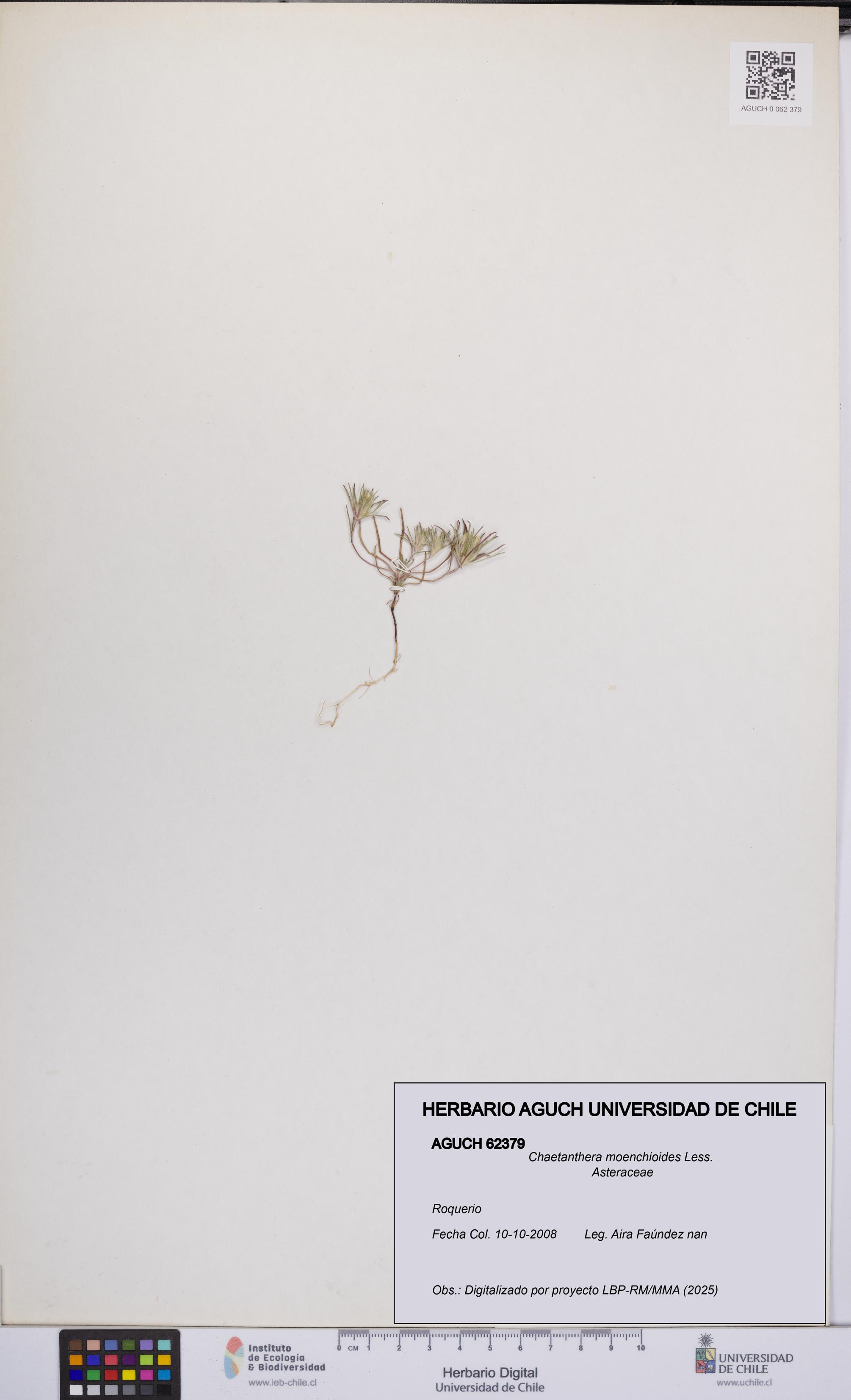 Chaetanthera moenchioides [Espécimen: UCH:AGUCH:0062379]