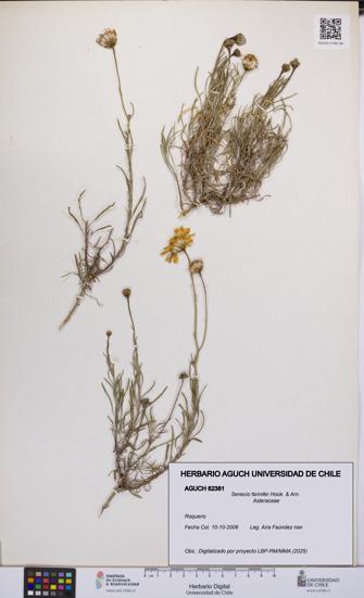 Senecio farinifer [Espécimen: UCH:AGUCH:0062381]