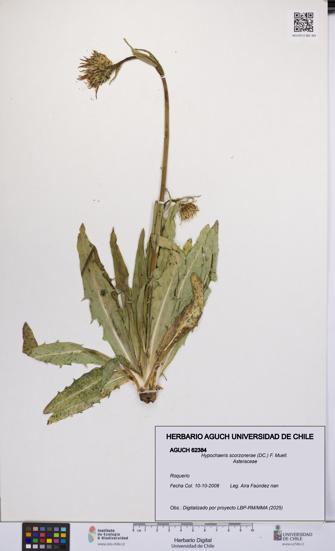 Hypochaeris scorzonerae [Espécimen: UCH:AGUCH:0062384]