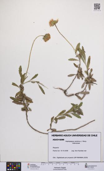 Haplopappus velutinus [Espécimen: UCH:AGUCH:0062385]