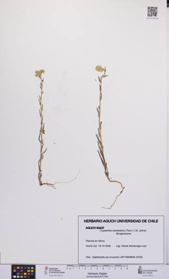 Cryptantha clandestina [Espécimen: UCH:AGUCH:0062437]