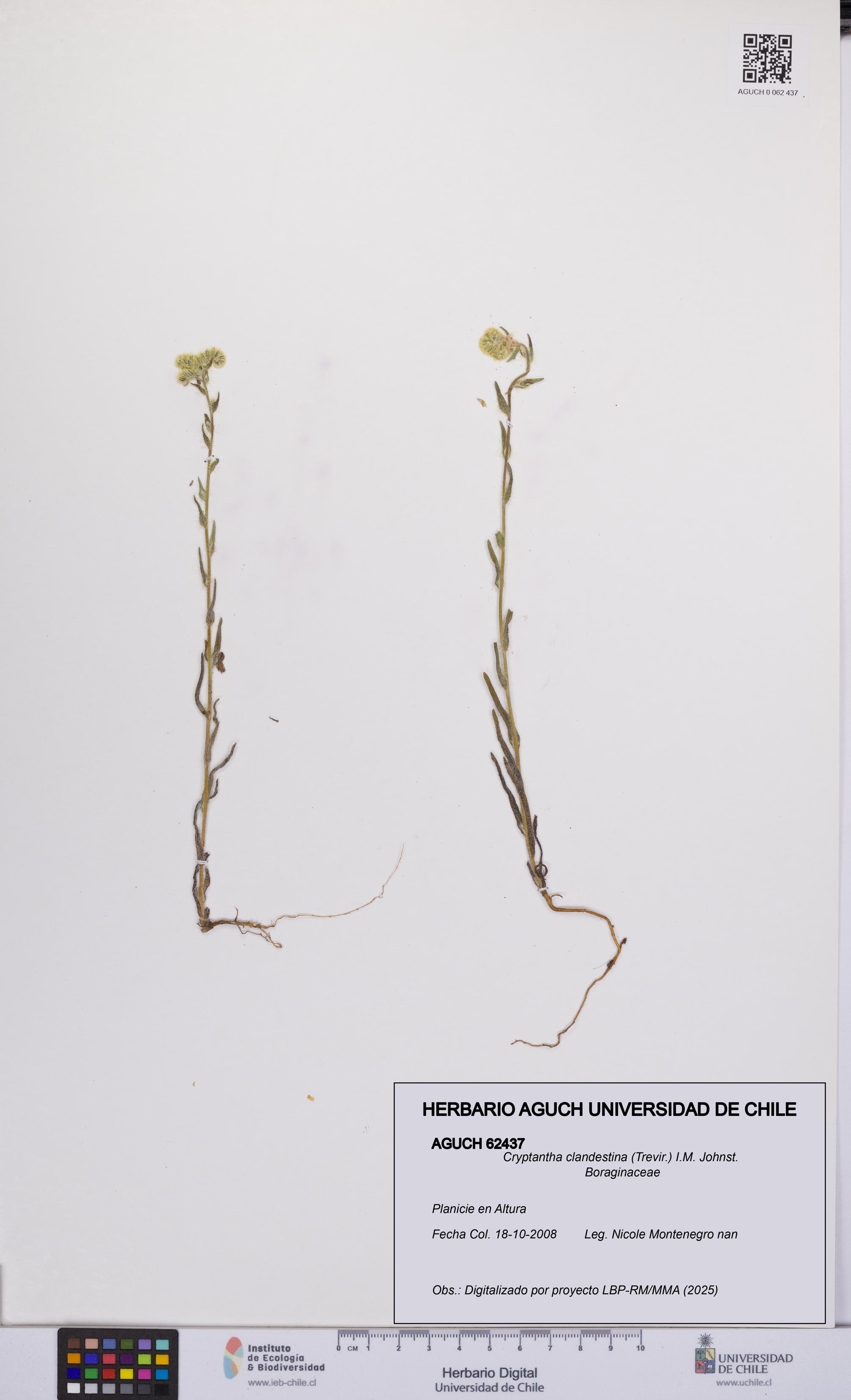 Cryptantha clandestina [Espécimen: UCH:AGUCH:0062437]