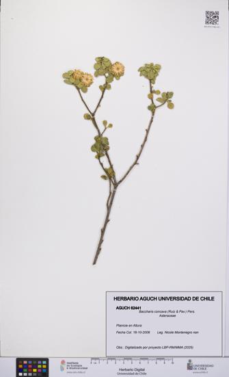 Baccharis concava [Espécimen: UCH:AGUCH:0062441]
