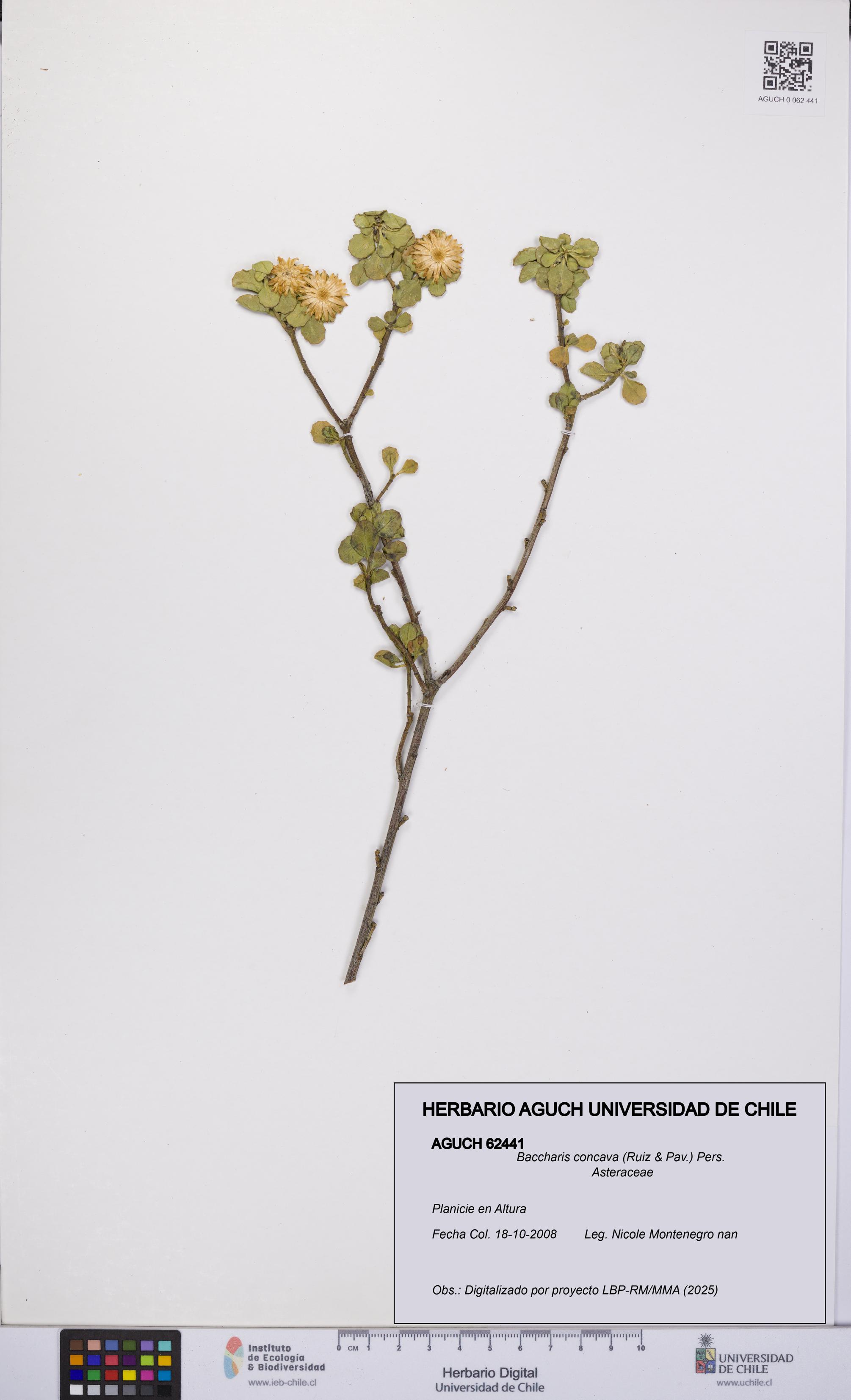 Baccharis concava [Espécimen: UCH:AGUCH:0062441]