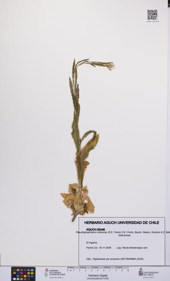 Pseudognaphalium cabrerae [Espécimen: ]