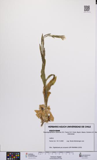 Pseudognaphalium cabrerae [Espécimen: UCH:AGUCH:0062446]