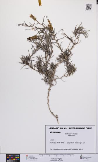 Mutisia sinuata [Espécimen: UCH:AGUCH:0062448]