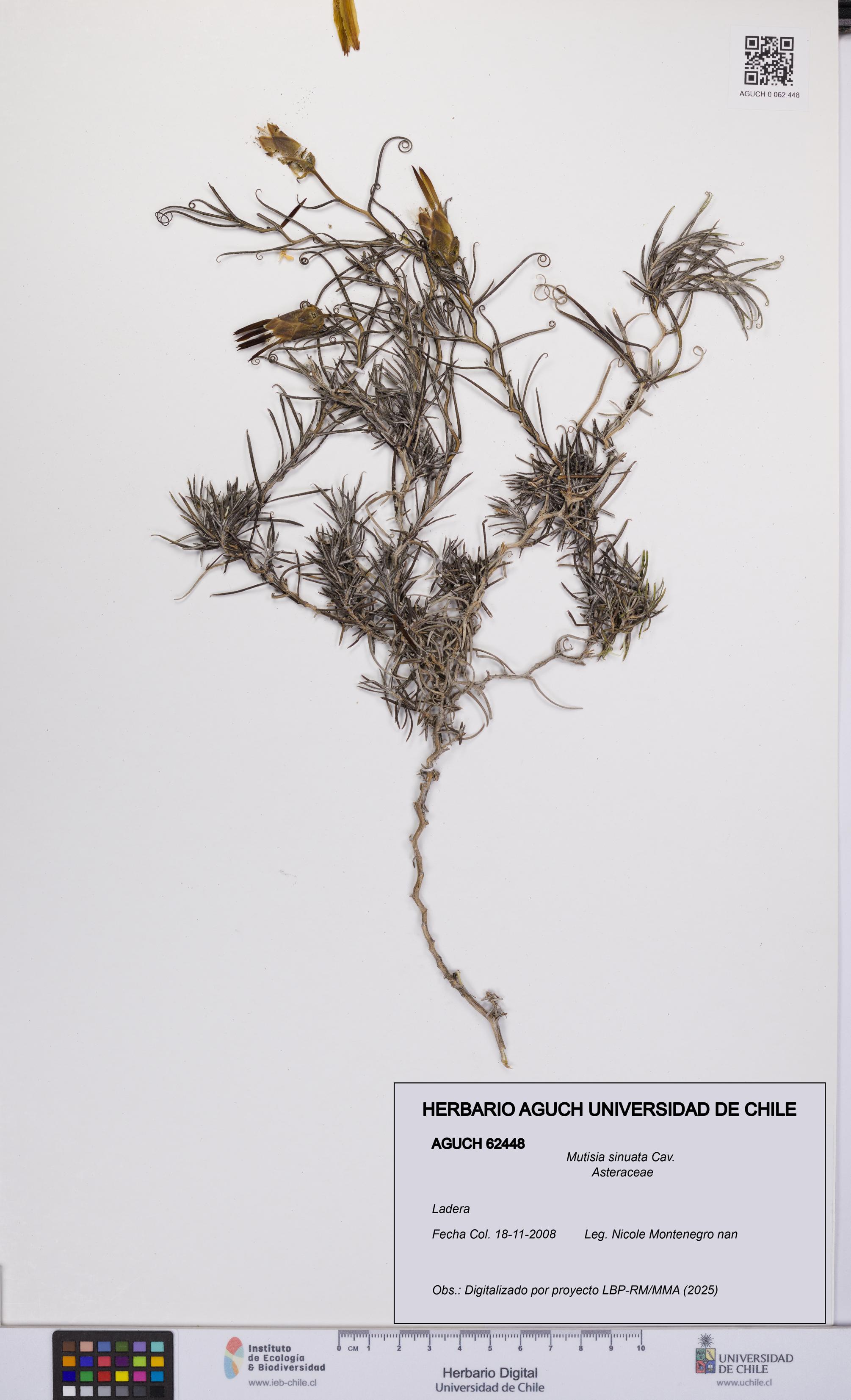 Mutisia sinuata [Espécimen: UCH:AGUCH:0062448]