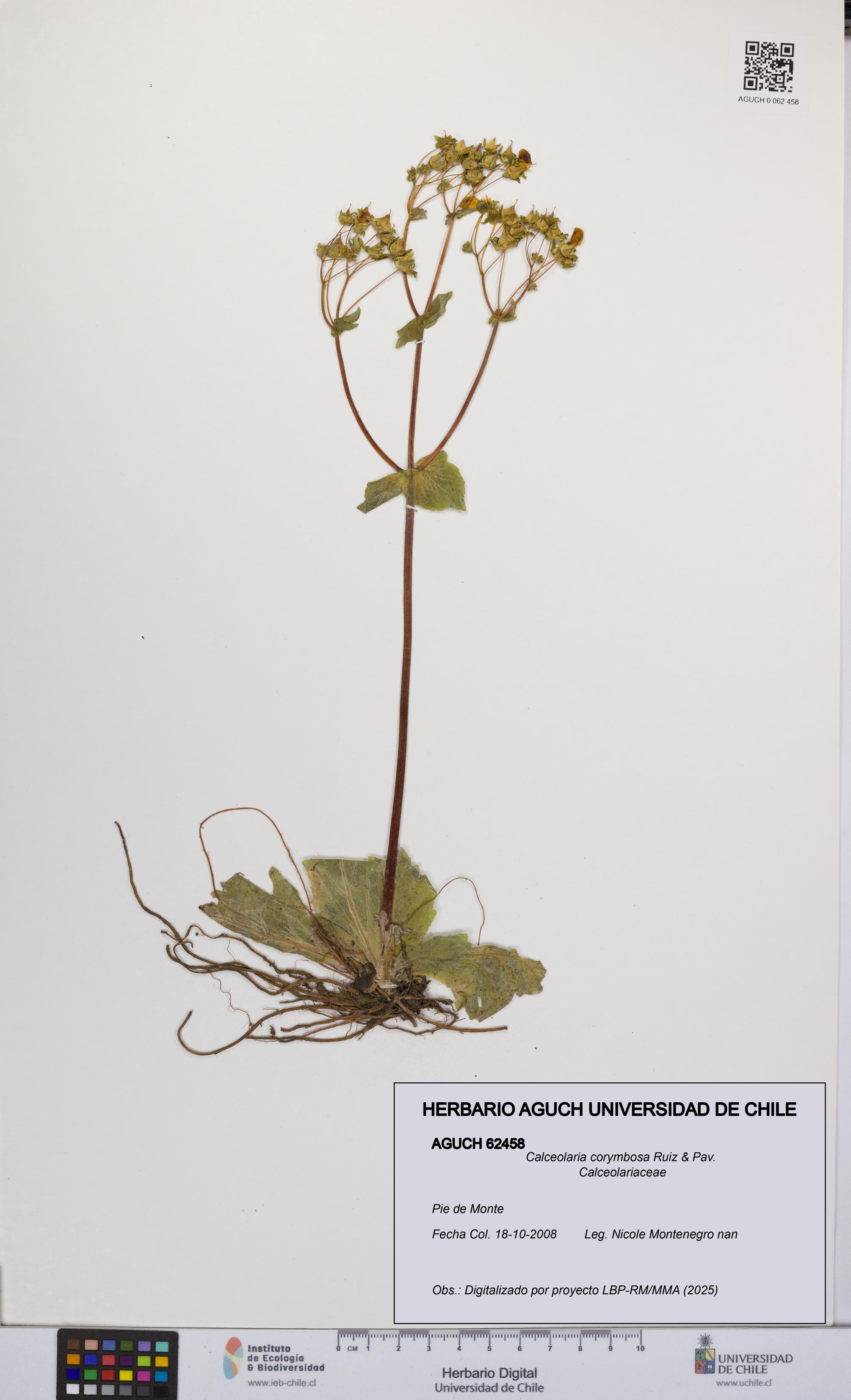 Calceolaria corymbosa [Espécimen: UCH:AGUCH:0062458]