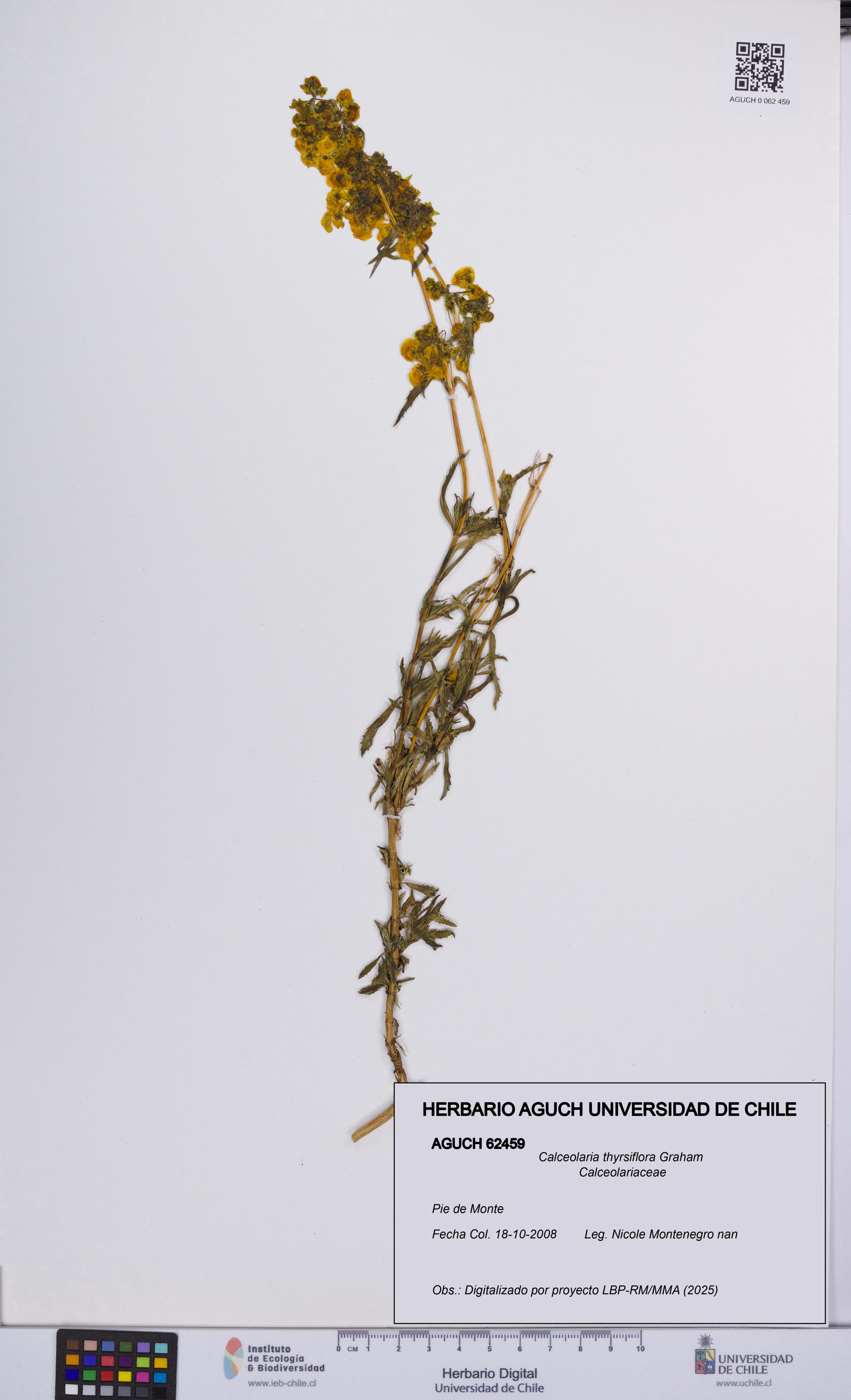 Calceolaria thyrsiflora [Espécimen: UCH:AGUCH:0062459]