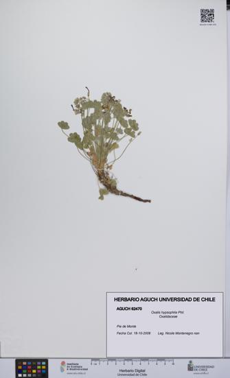 Oxalis hypsophila [Espécimen: UCH:AGUCH:0062470]