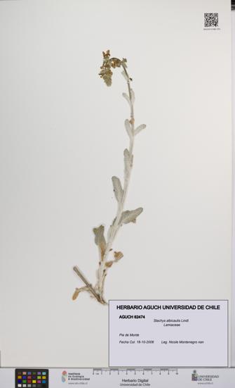 Stachys albicaulis [Espécimen: UCH:AGUCH:0062474]
