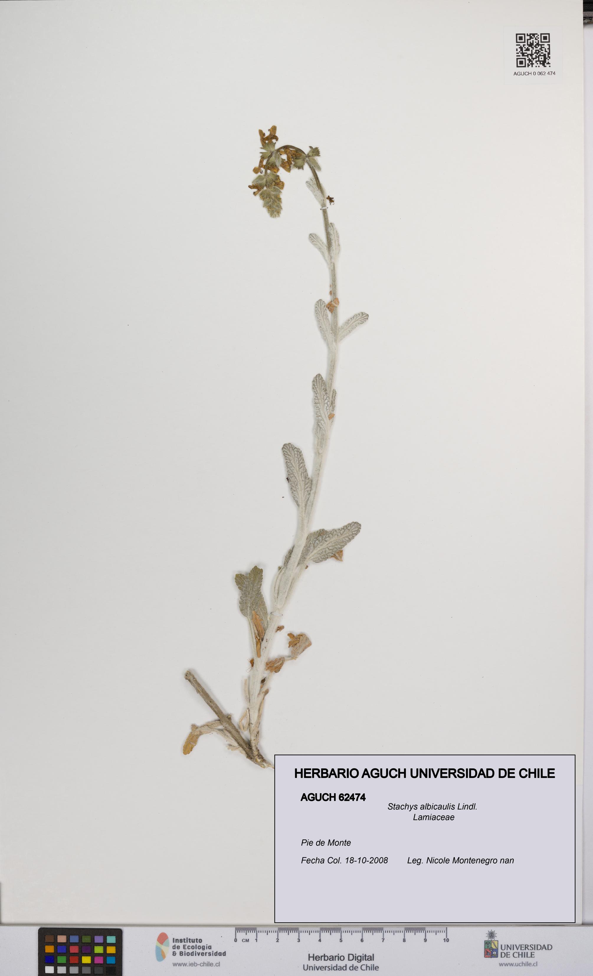 Stachys albicaulis [Espécimen: UCH:AGUCH:0062474]