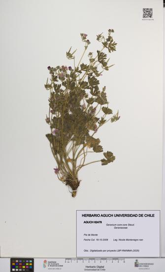 Geranium core-core [Espécimen: UCH:AGUCH:0062478]
