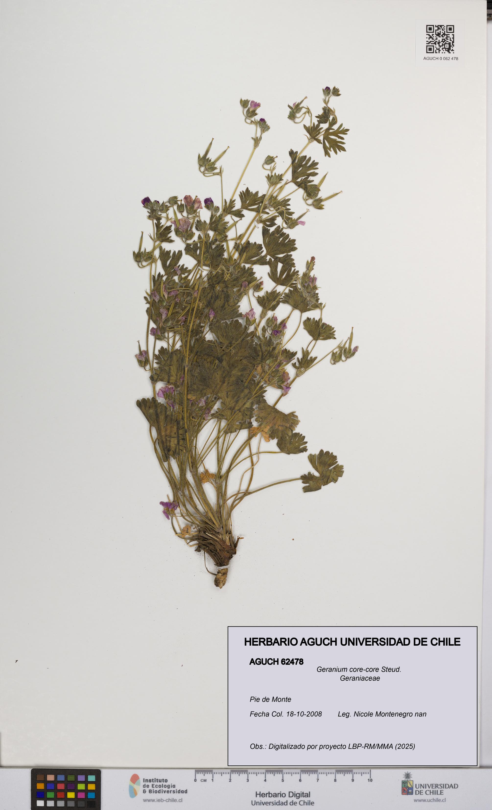 Geranium core-core [Espécimen: UCH:AGUCH:0062478]