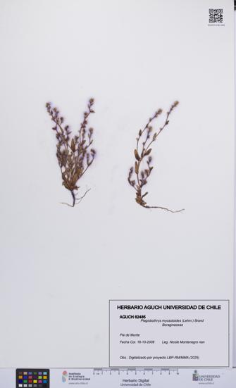 Plagiobothrys myosotoides [Espécimen: UCH:AGUCH:0062485]