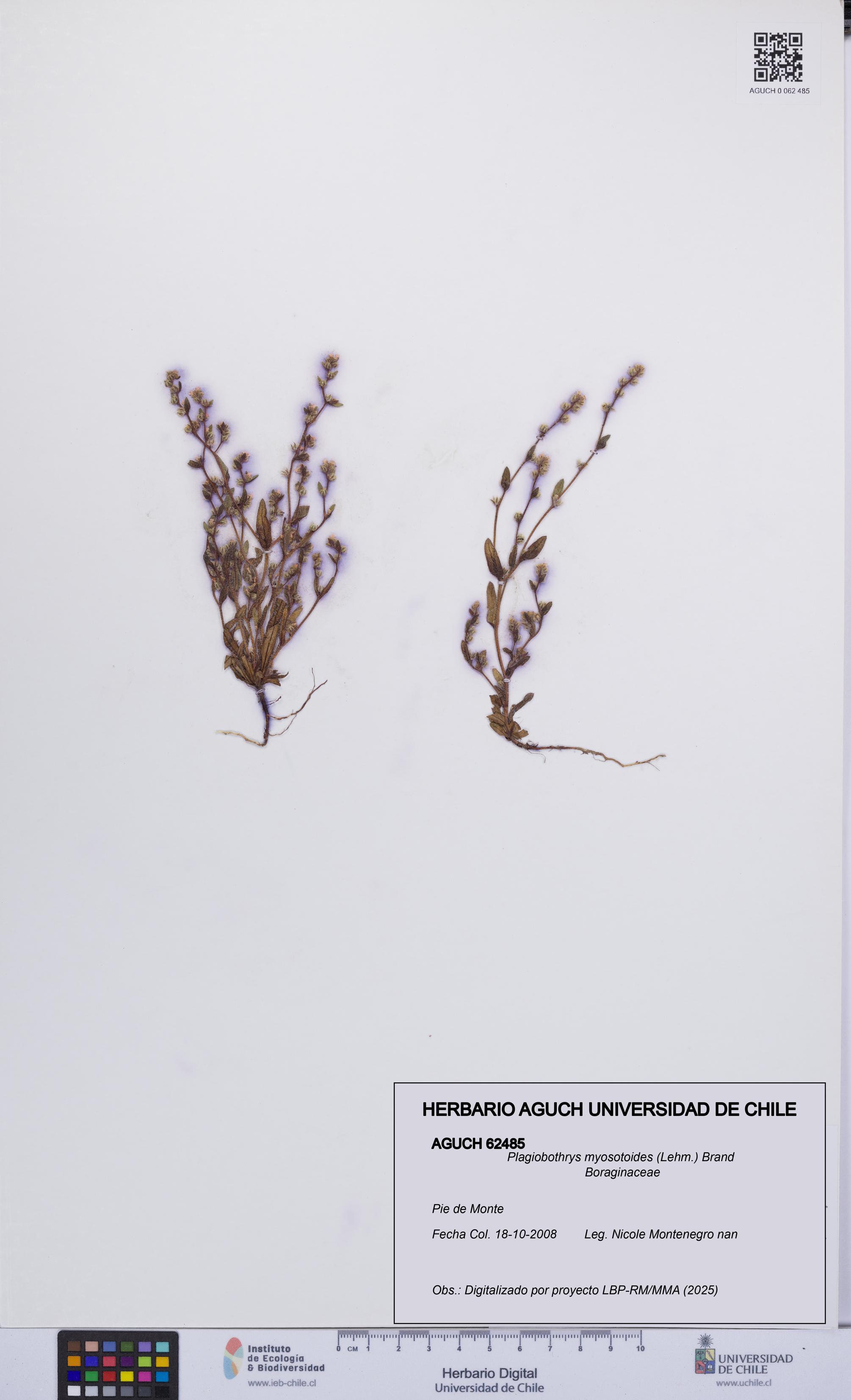 Plagiobothrys myosotoides [Espécimen: UCH:AGUCH:0062485]