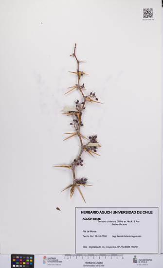 Berberis chilensis [Espécimen: UCH:AGUCH:0062486]