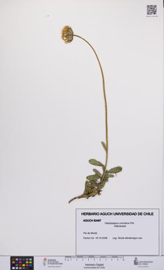 Haplopappus uncinatus [Espécimen: UCH:AGUCH:0062487]