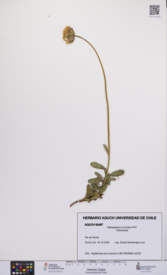 Haplopappus uncinatus [Espécimen: UCH:AGUCH:0062487]