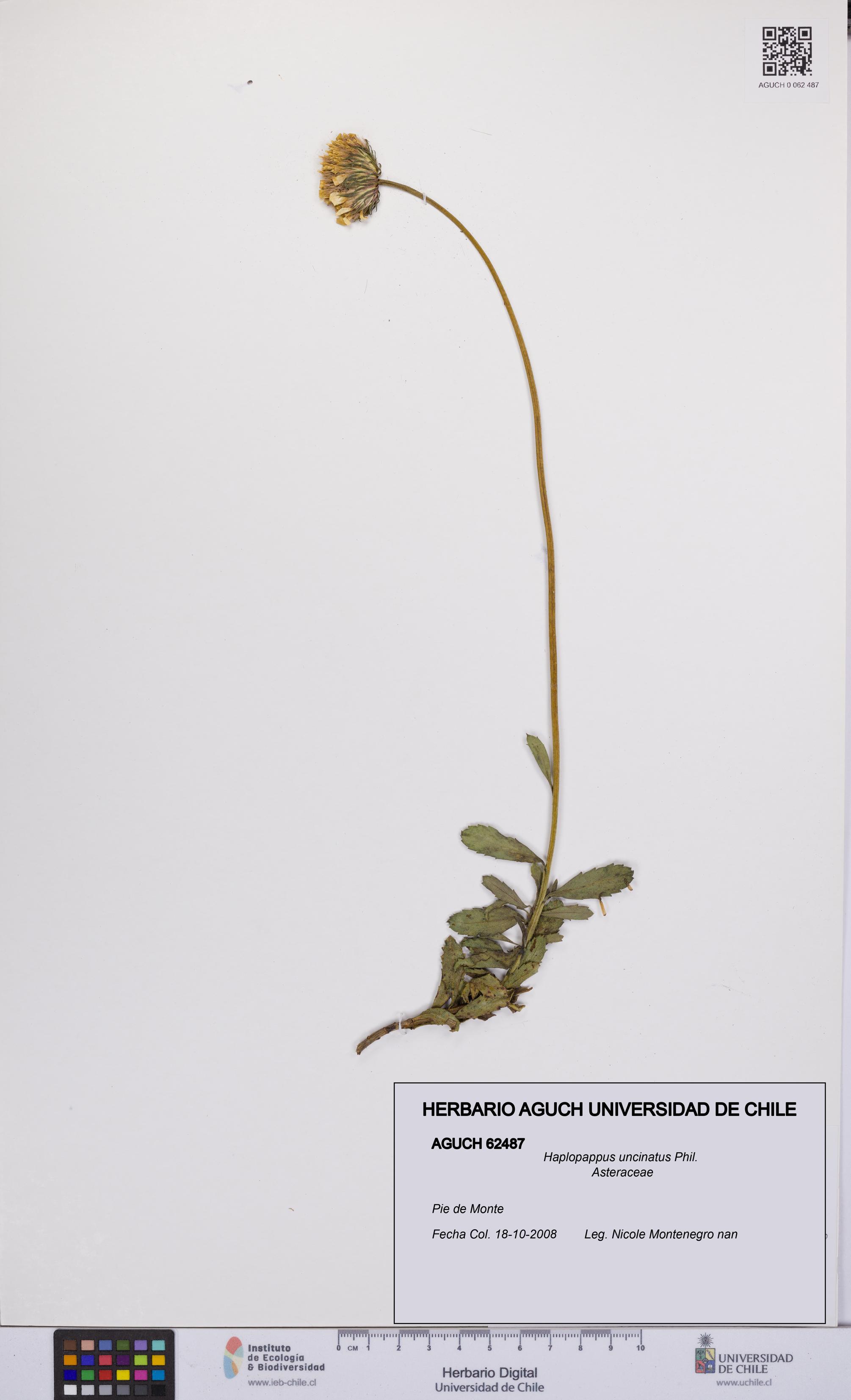 Haplopappus uncinatus [Espécimen: UCH:AGUCH:0062487]