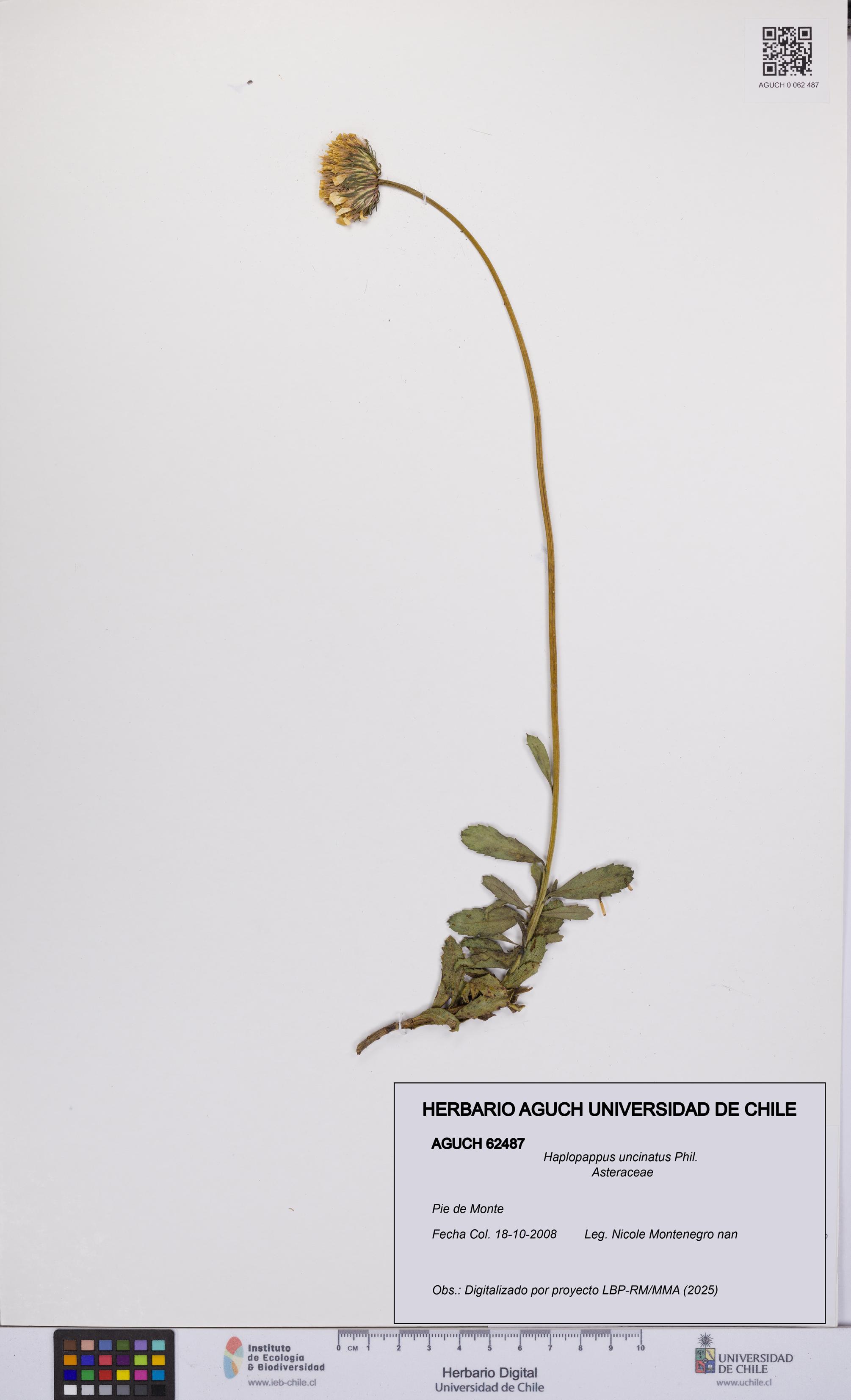 Haplopappus uncinatus [Espécimen: UCH:AGUCH:0062487]